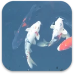 koi fish live wallpaper android application logo